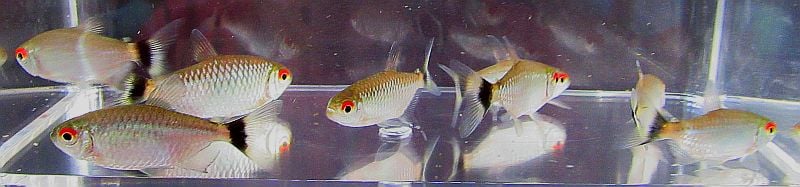 12 red eye tetras