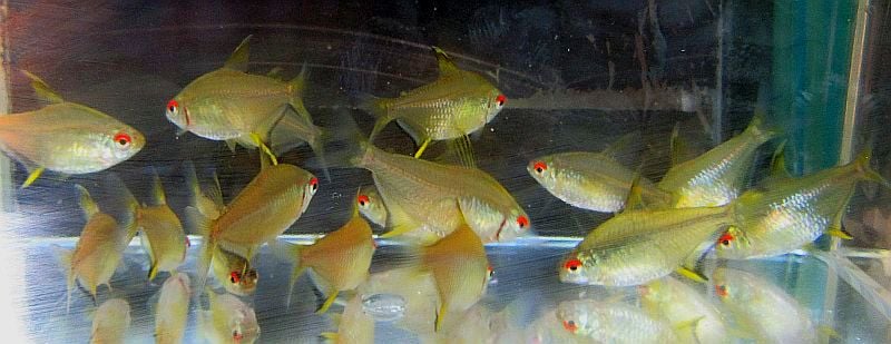 12 tank lemon tetras