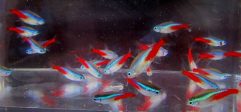 12 tank raised neon tetras