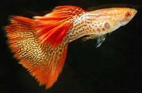 SALE! Albino Red Lace Guppies - Pairs