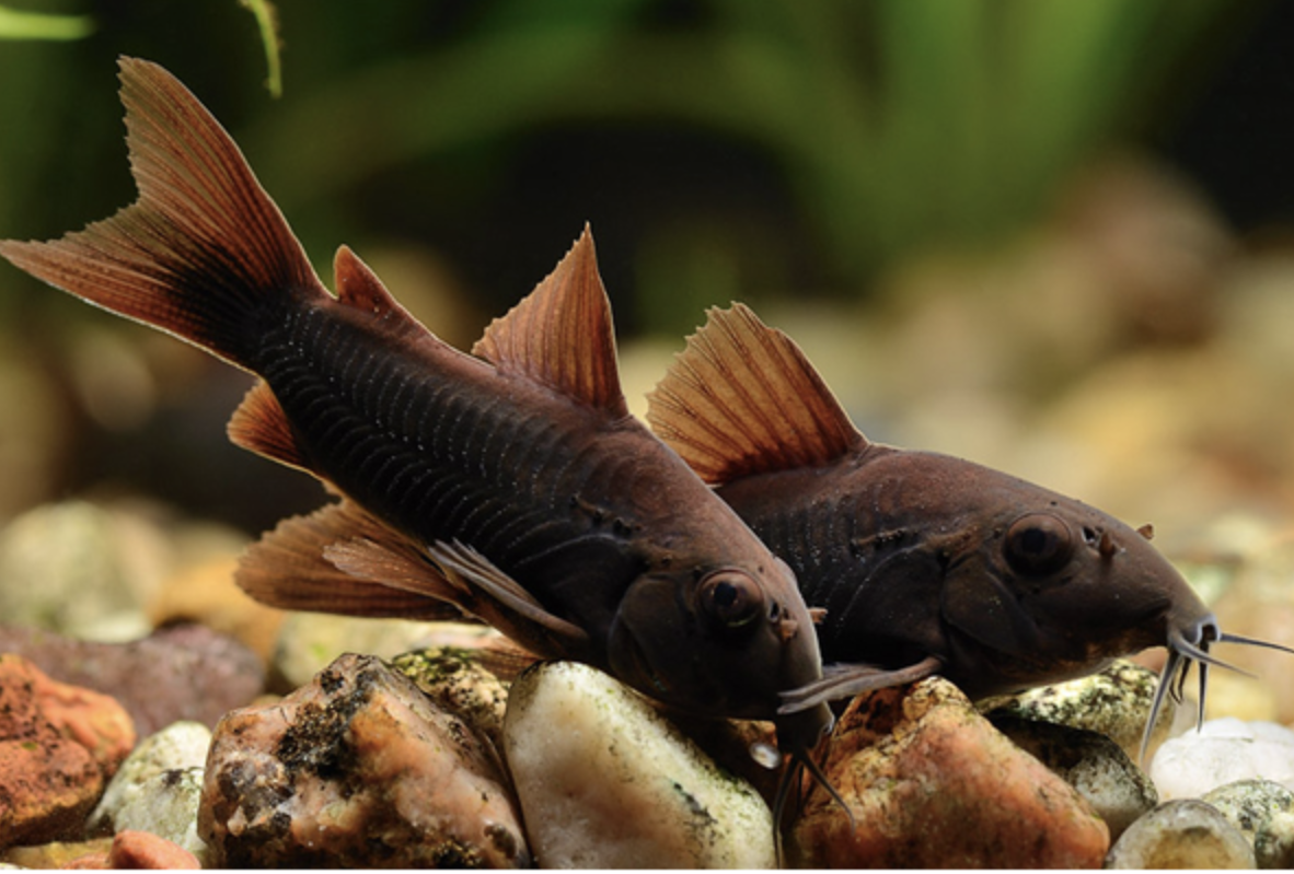6 Black Venezuelan Corydora (Corydoras schultzei)