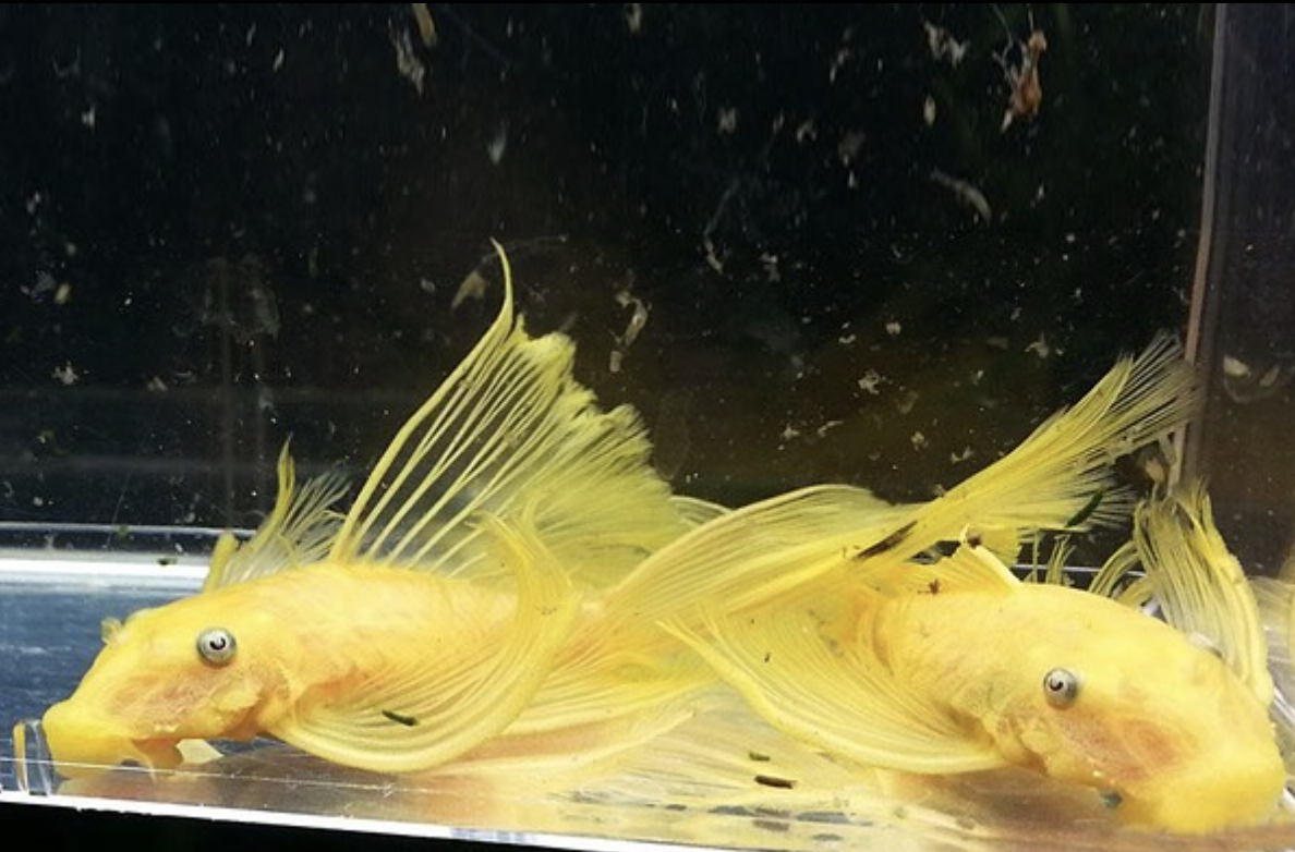 Long Fin Lemon Blue Eyed Pleco PAIR