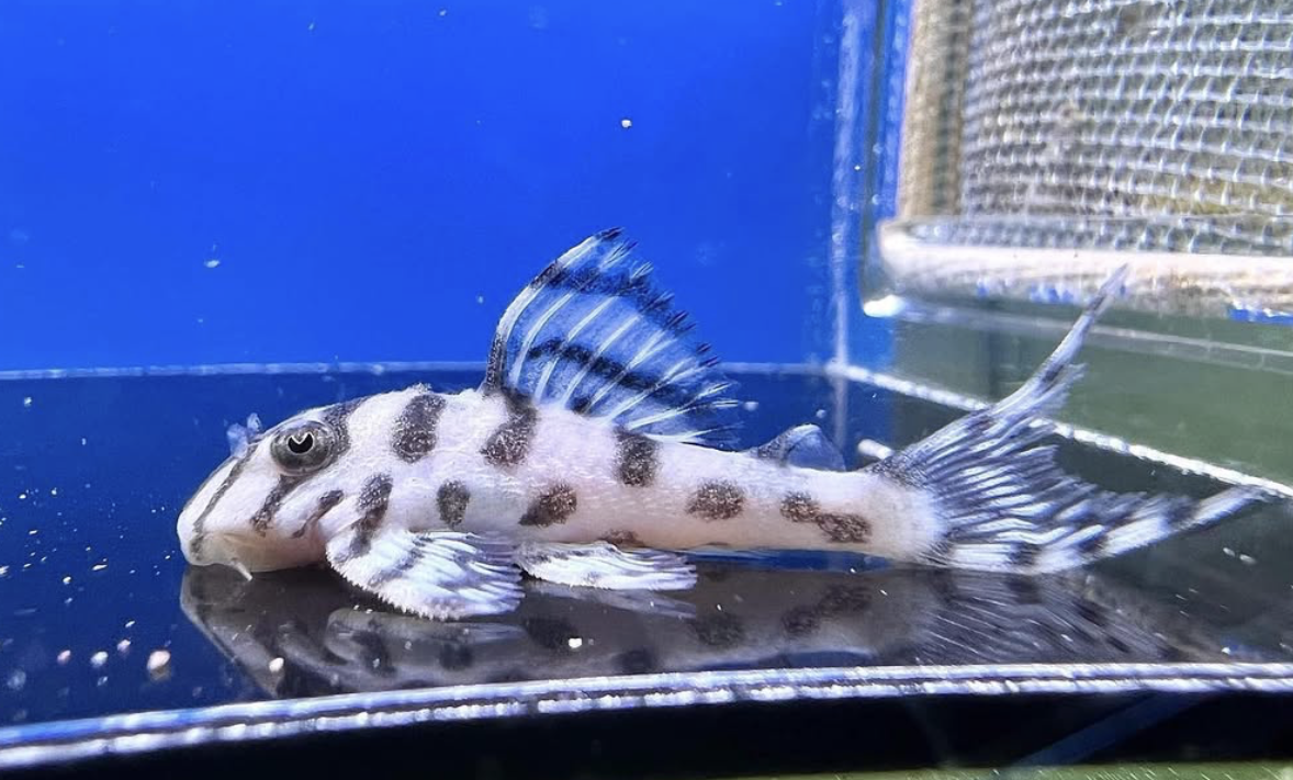 L236 pleco Super White (RB Line)