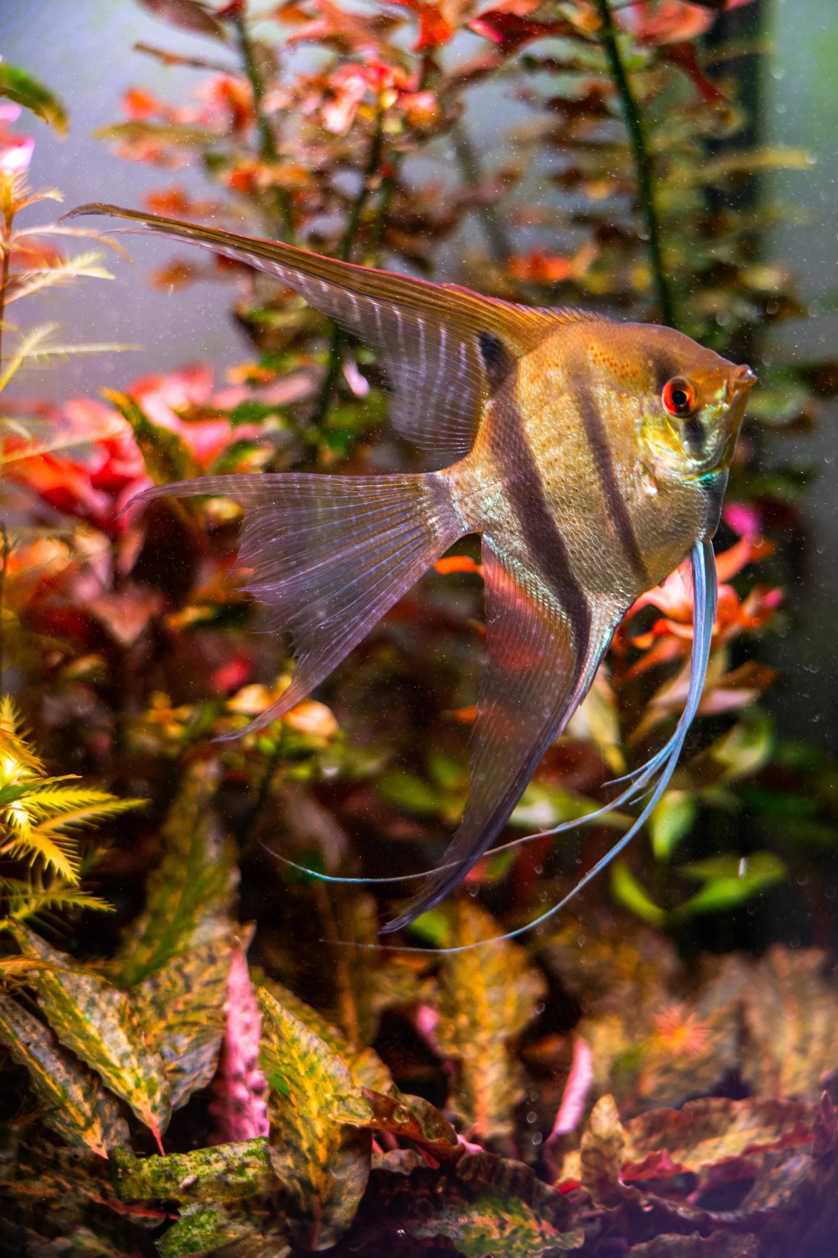 Assorted Angelfish
