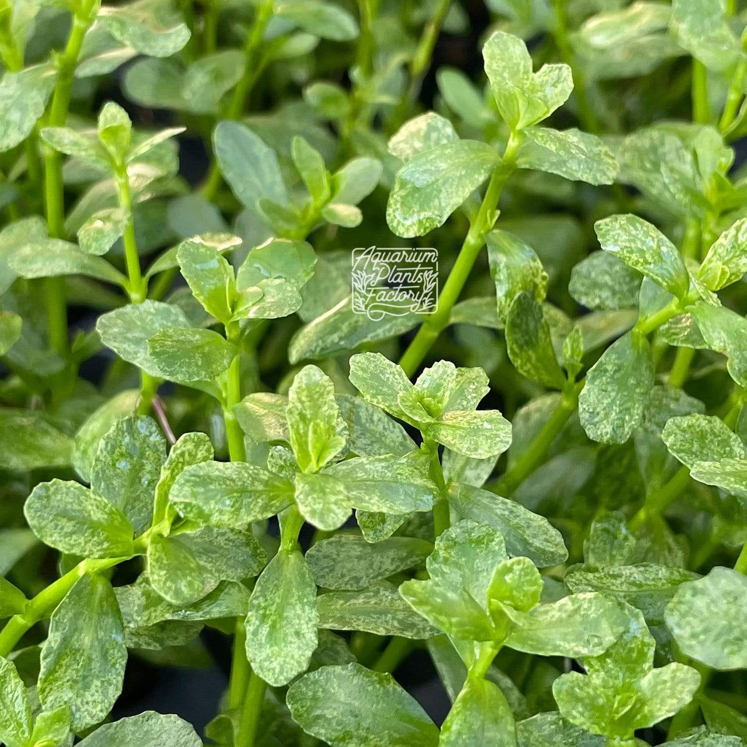 Bacopa sp. Marble