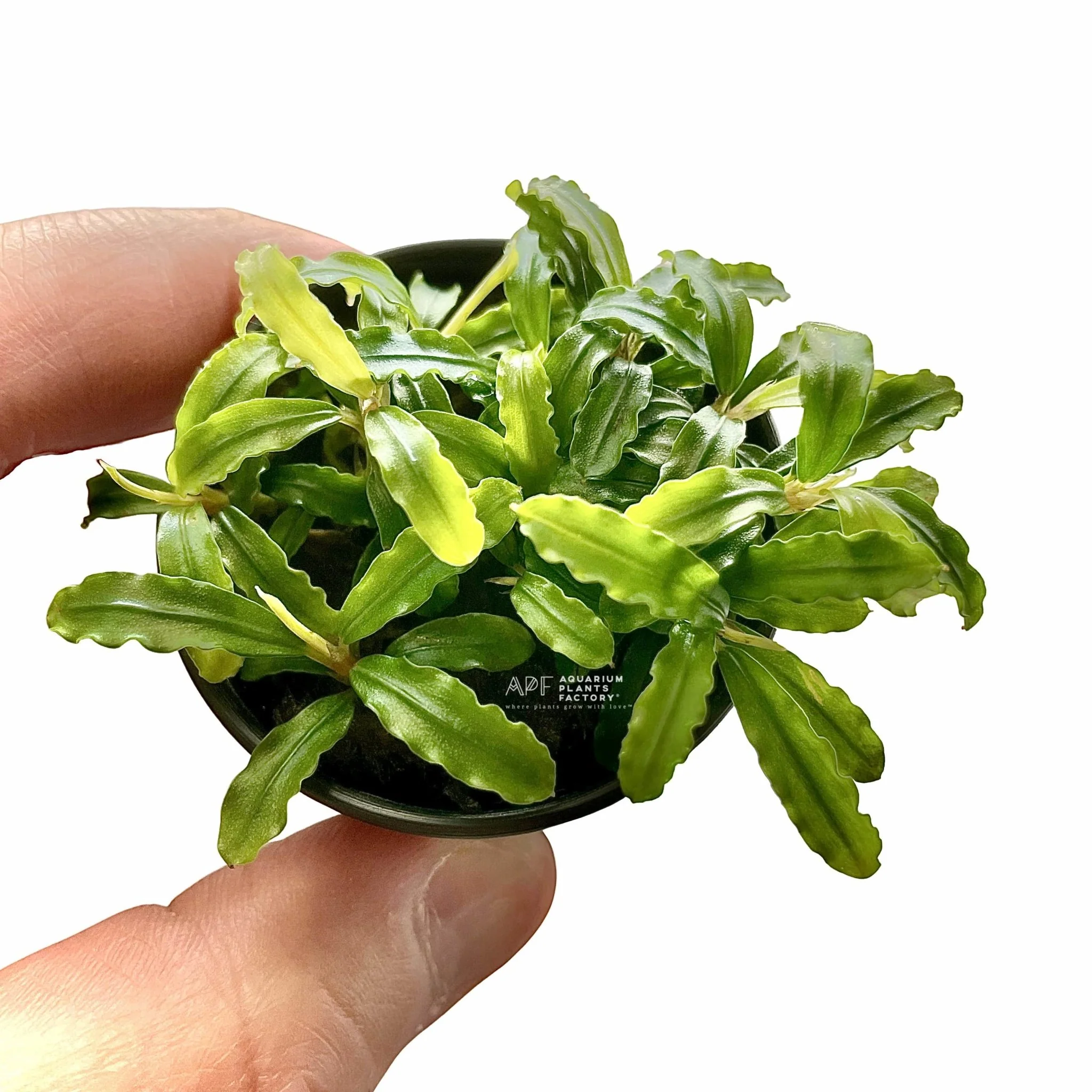 Bucephalandra Biblis Blue Sky