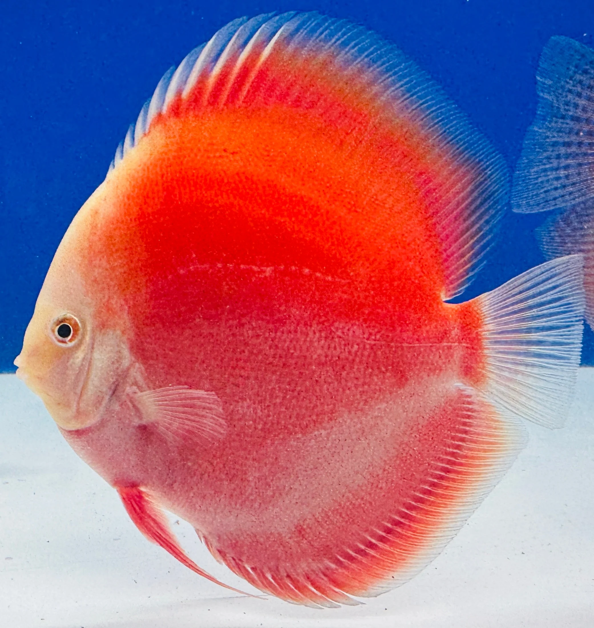 Red White Discus 5-5.5"