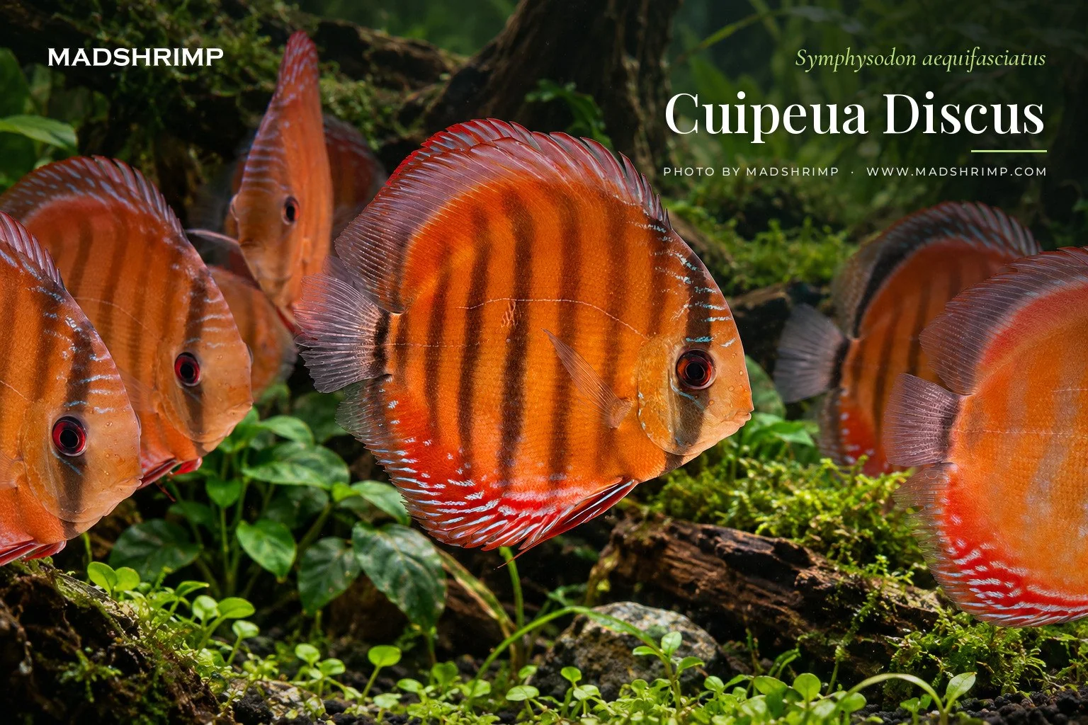 Symphysodon aequifasciatus (Cuipeua Wild)