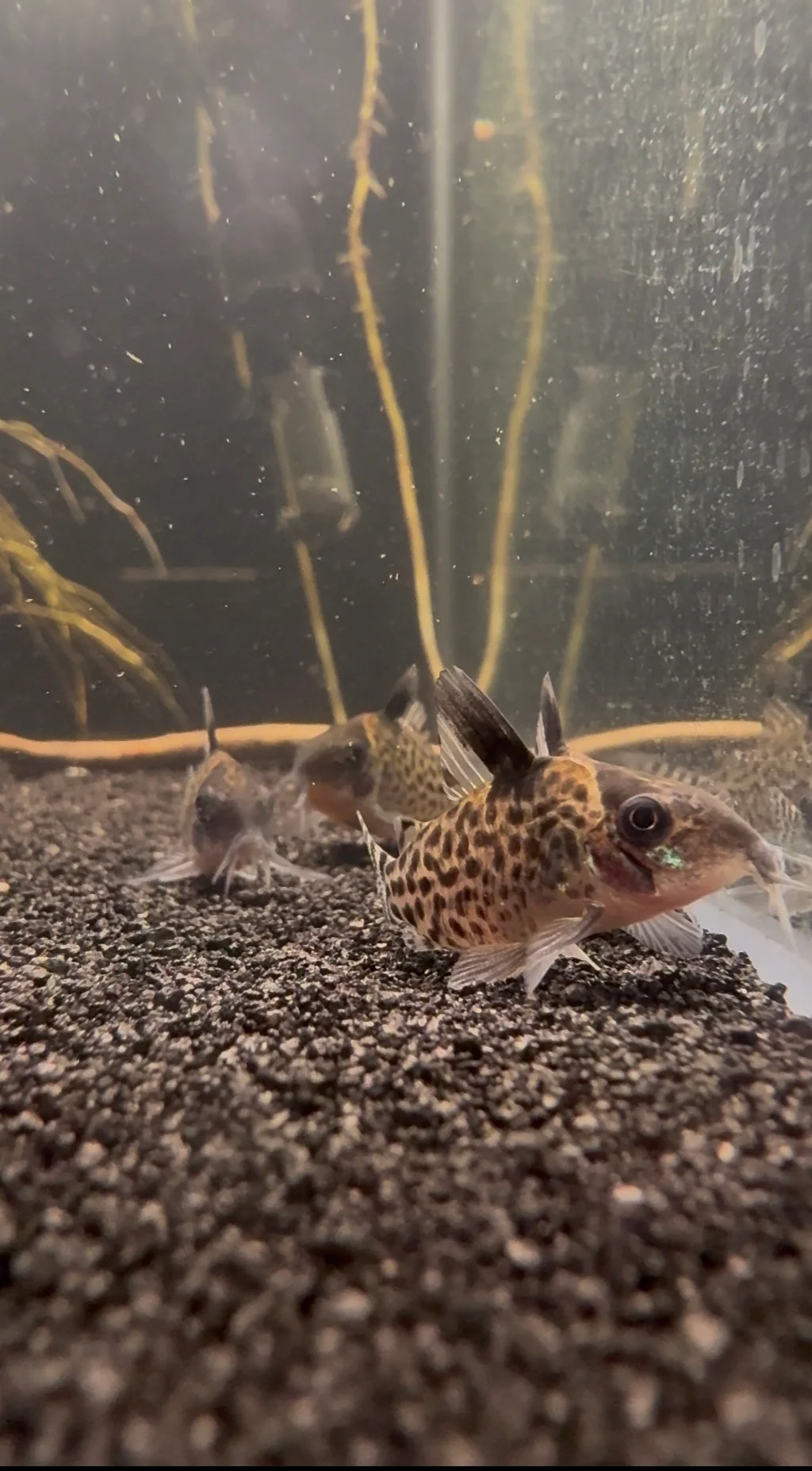 Punctatus Cory – Spotted Cory Catfish Corydoras punctatus / Hoplisoma punctatum