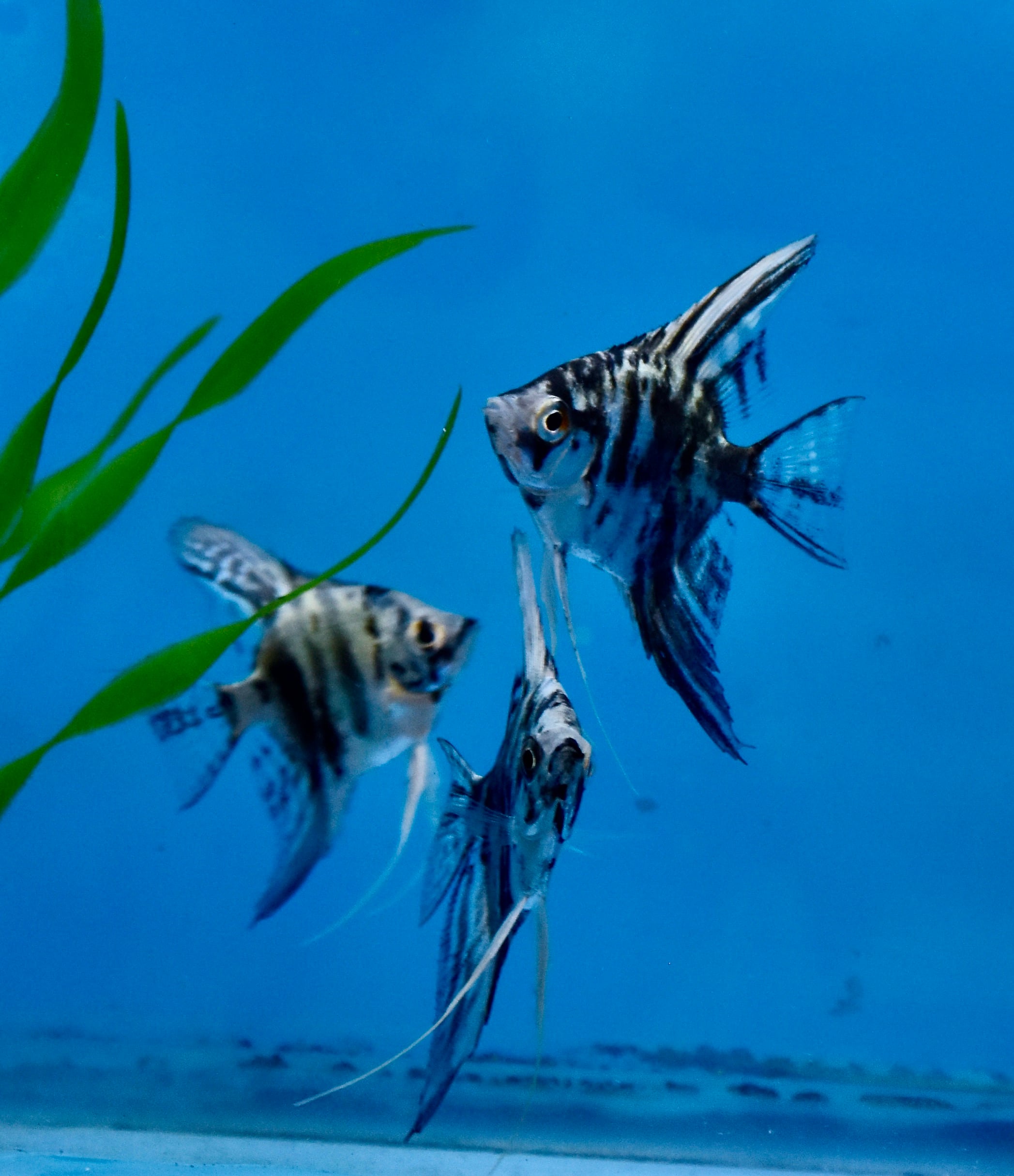 6 Quarter size blue marble Angelfish