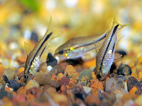 6 Pygmaeus Cories (Cuteness Overload) about 3/4" with SHIPPING INCLUDED