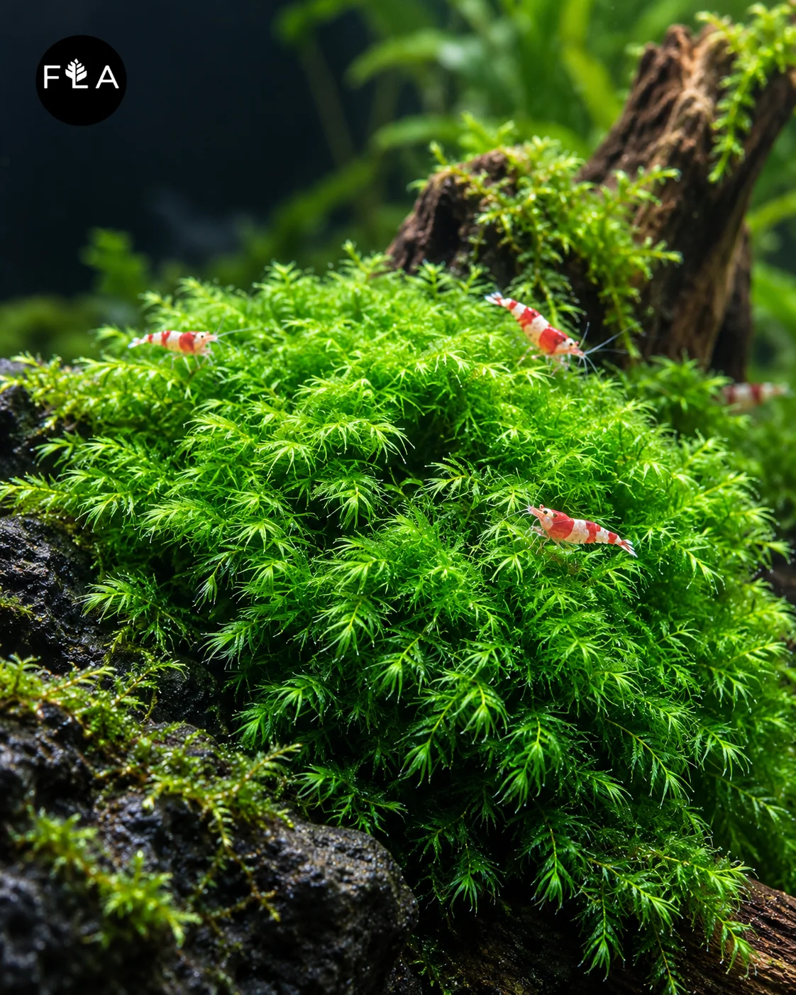 BUY 2 GET 1 FREE Phoenix Moss (Fissidens fontanus)
