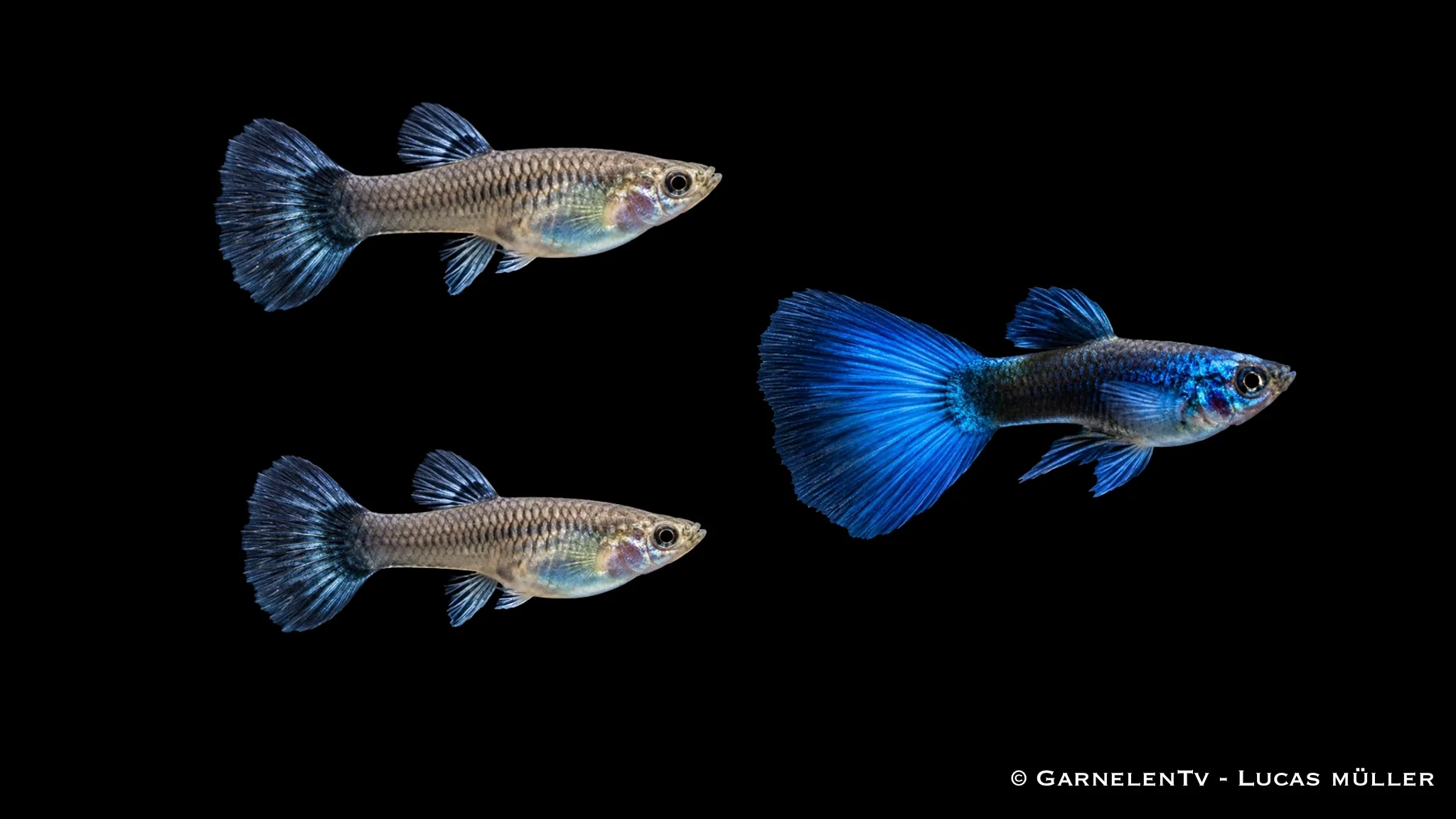 Guppy Blue Moskau Trio - 1 Männchen + 2 Weibchen - Poecilia reticulata