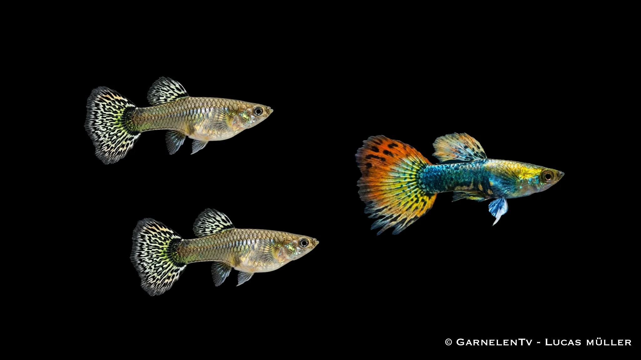Guppy Dumbo Ear Multicolor Trio - 1 Männchen + 2 Weibchen - Poecilia reticulata