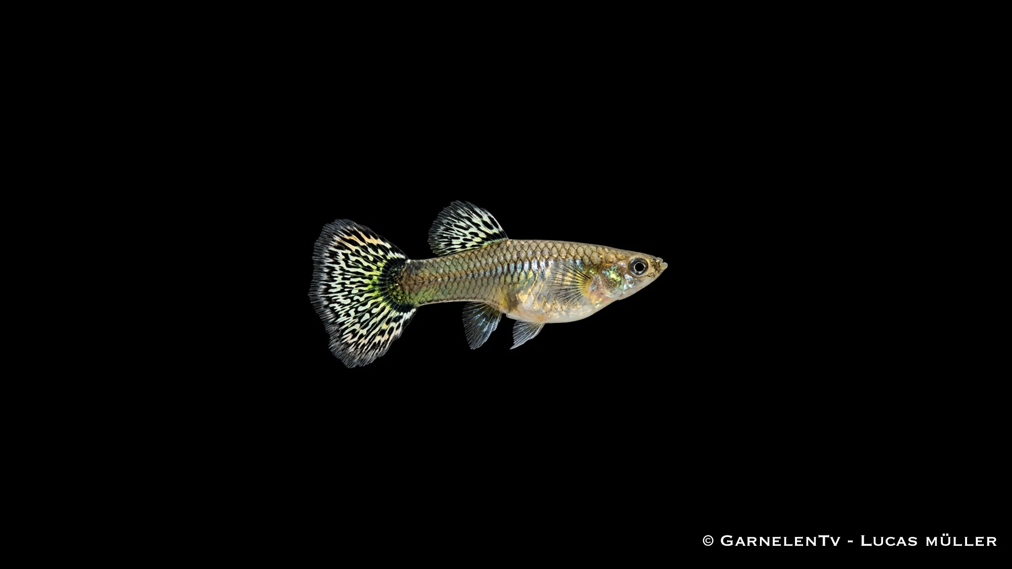 Guppy weiblich dumbo multicolor - Poecilia reticulata