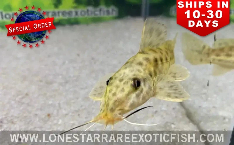 Giraffe Catfish / Auchenoglanis occidentalis (Special Order)