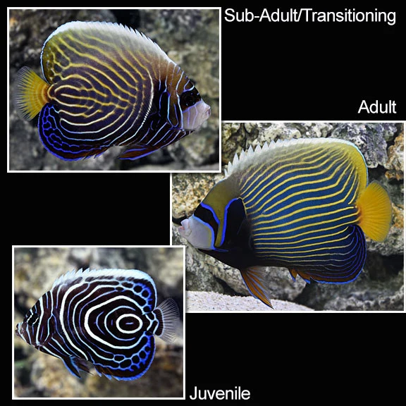 Half Adult Emperor Angelfish