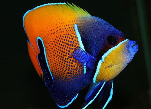 Majestic Angelfish adult 18cm