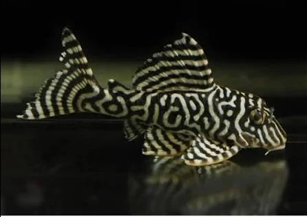 L333 King Tiger Pleco
