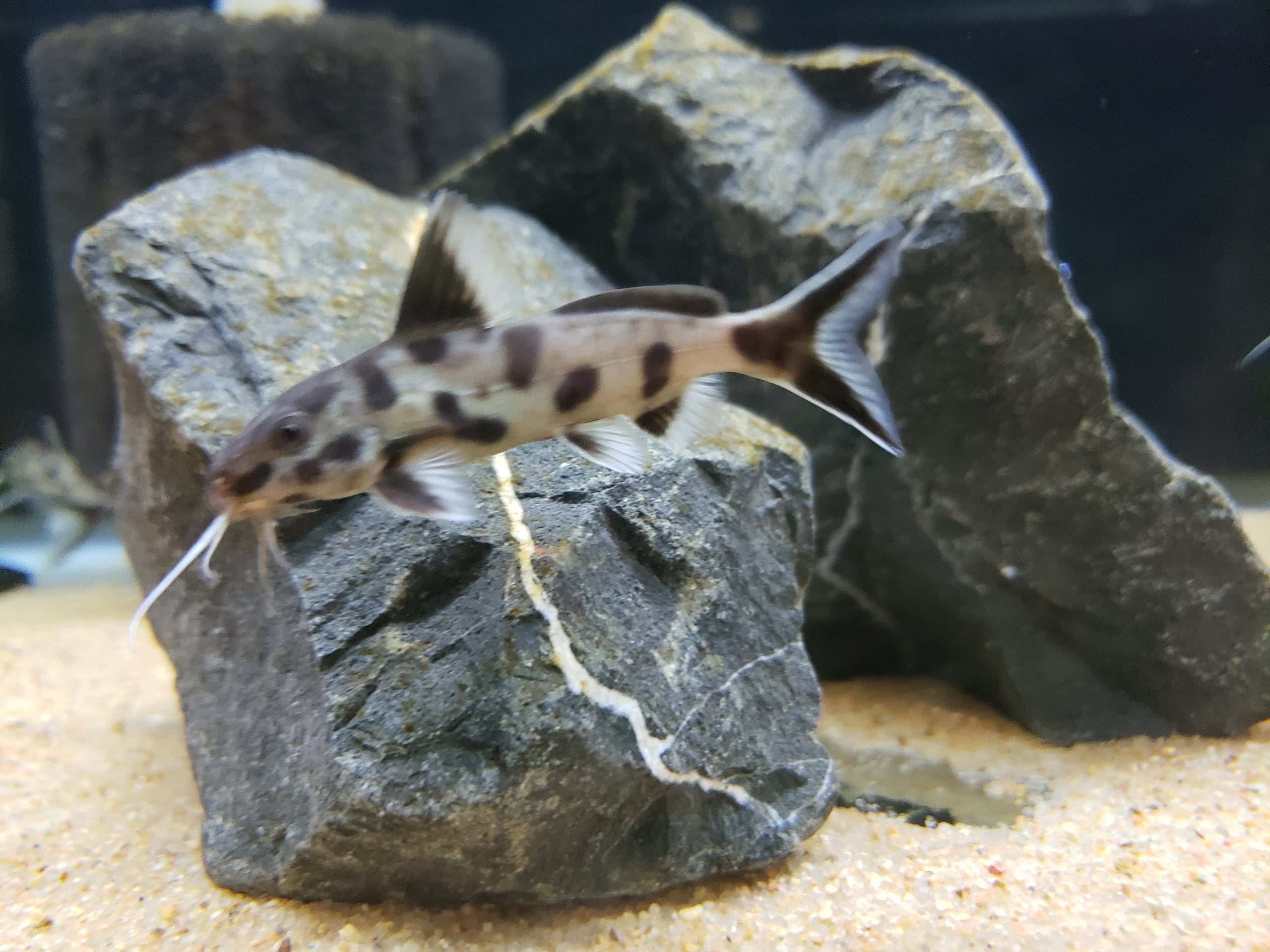 6 Synodontis polli white
