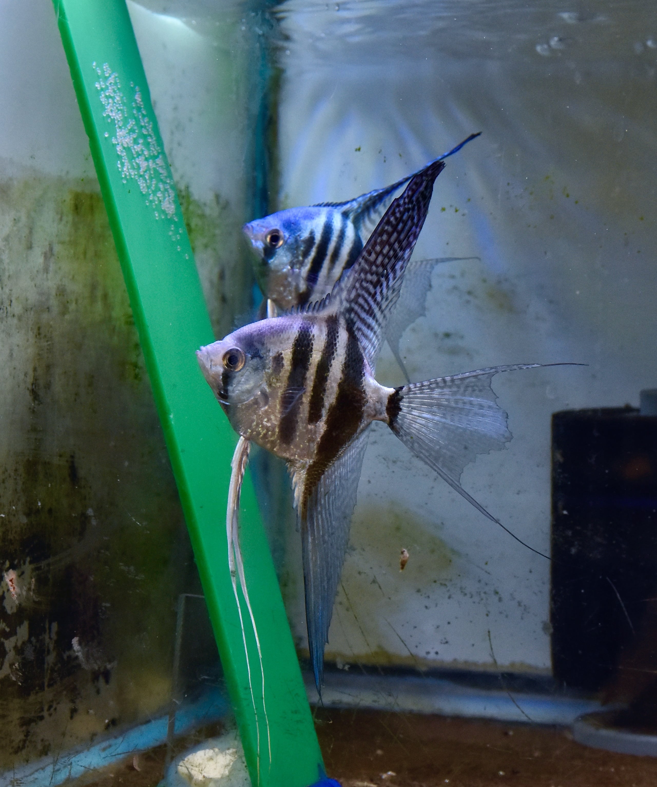 1 -One Pair super veil Zebra Angelfish.