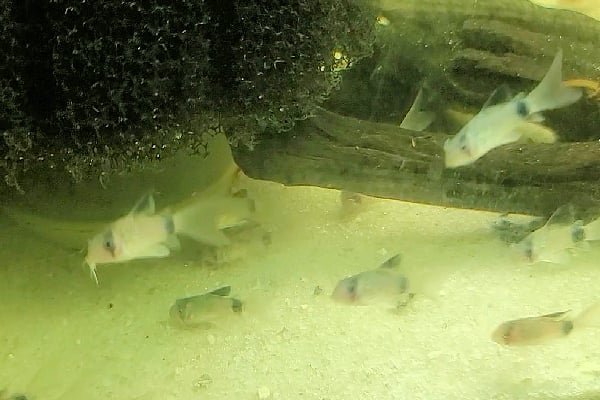 SIX LONG FIN Panda Cories (Extremely Active and Cute) SHIPPING INCLUDED