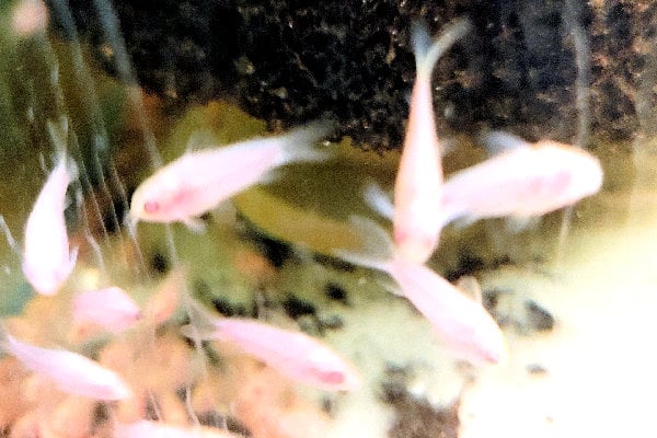 SIX ALBINO Pygmaeus Cories (Cuteness Overload) about 3/4" with SHIPPING INCLUDED