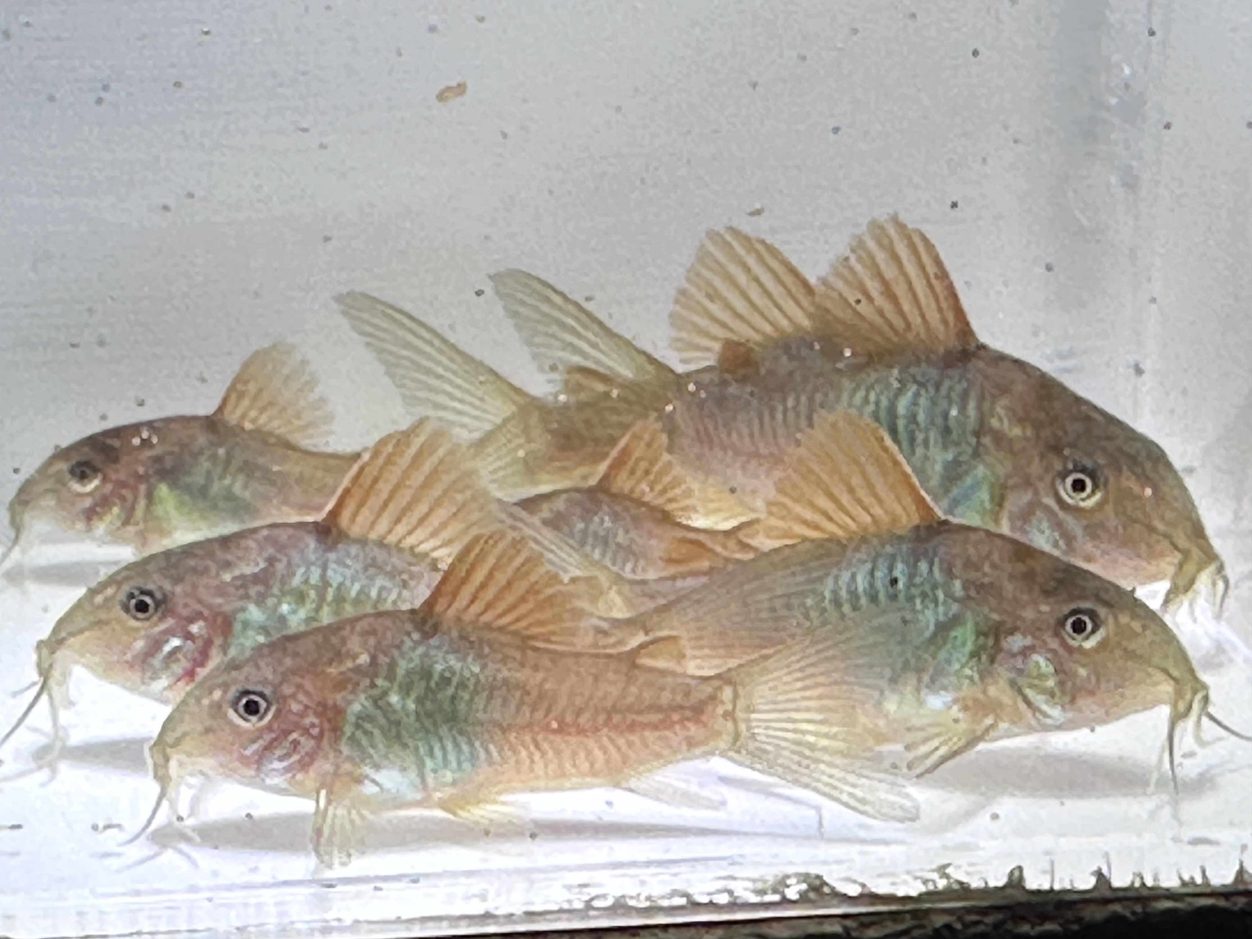 10+1 Green Corydoras (Aeneus Corydoras) Free Shipping!