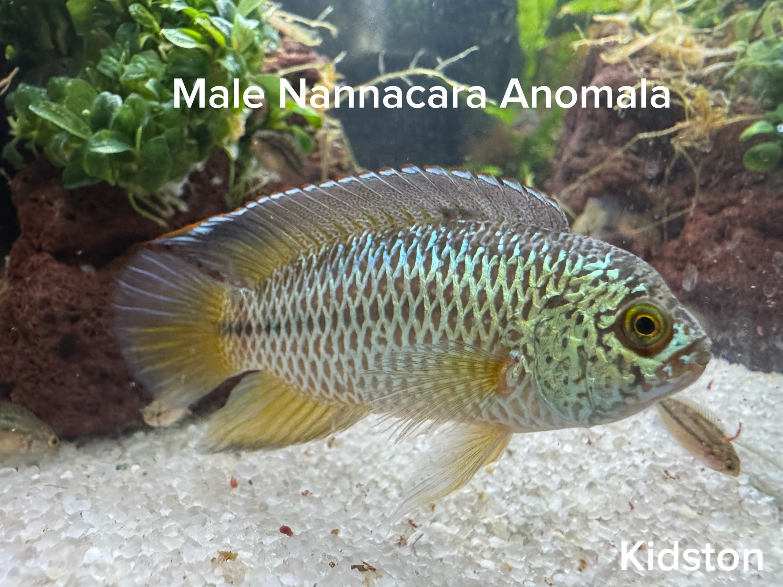 Golden Eye Cichlid Pair Nannacara Anomala