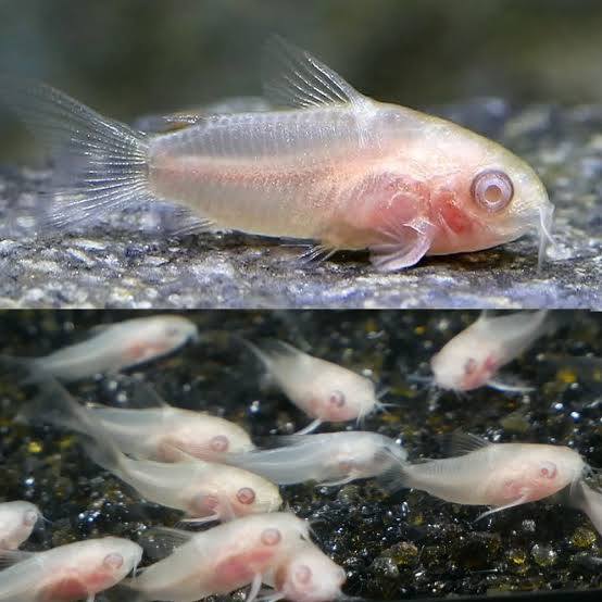 Albino Pygmy Cory Catfish