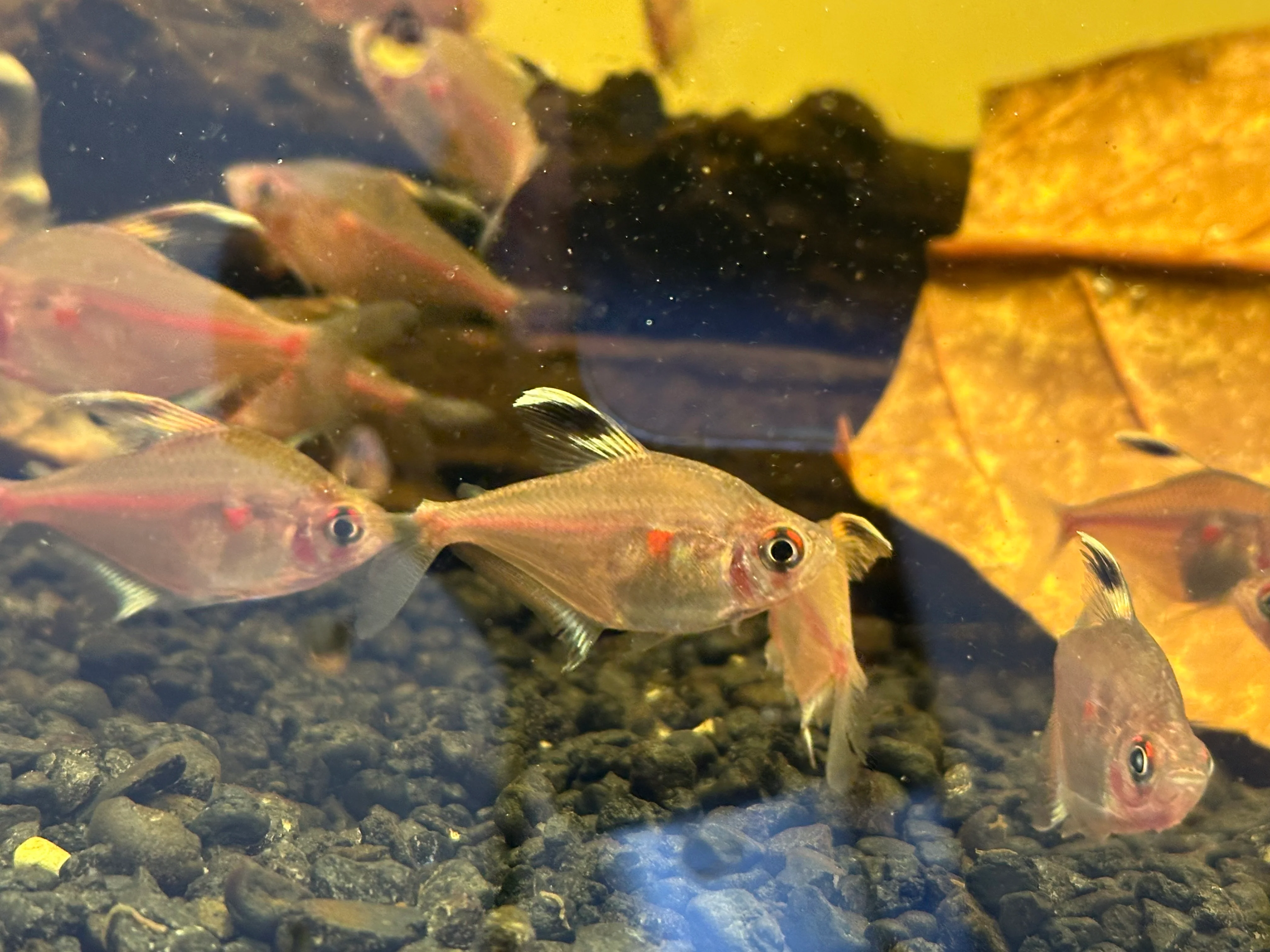 Bleeding Heart Tetra (1.5”)