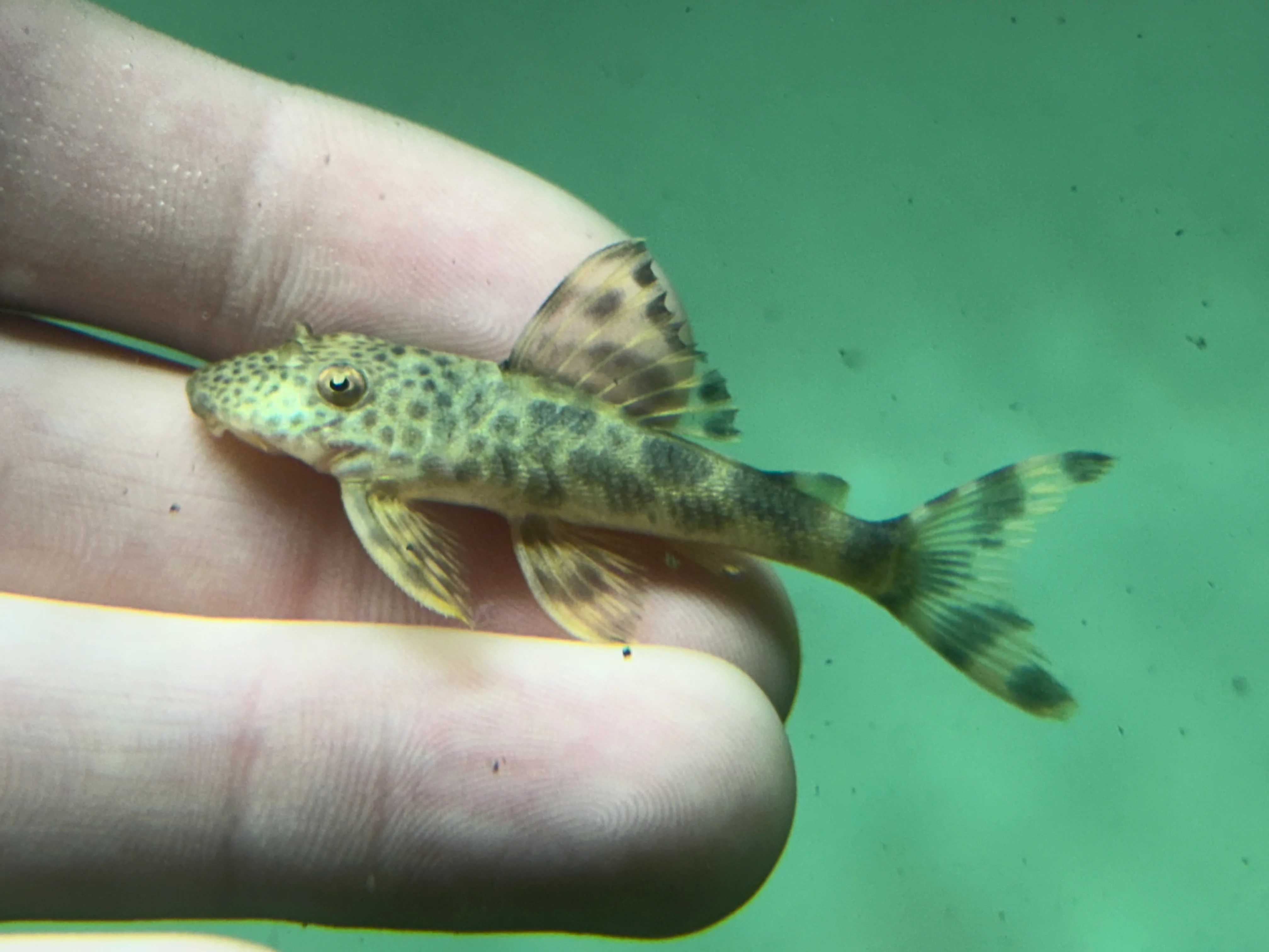 L075 Colombian Para Pleco (2-2.25”)