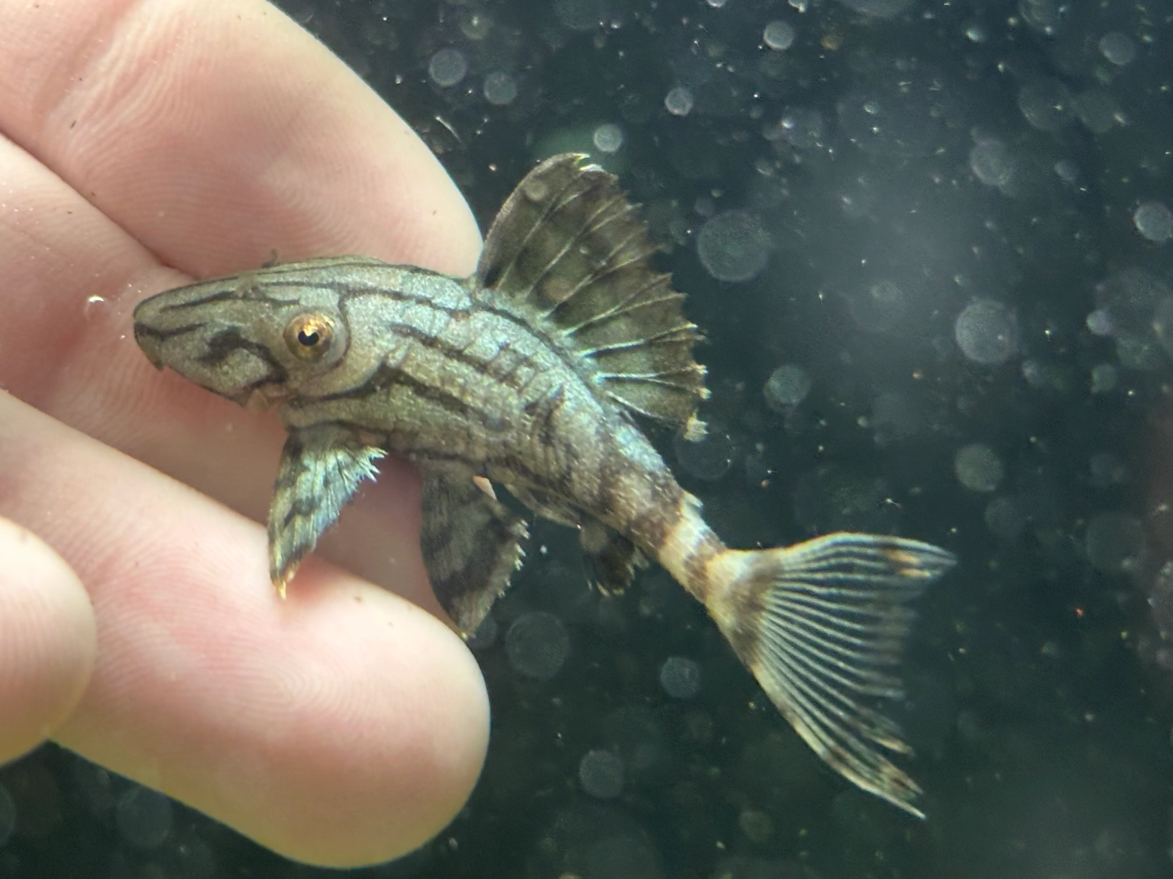 L191 Royal Pleco (2.25-2.5”)