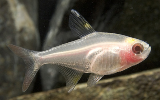 Albino Pristella Tetra med