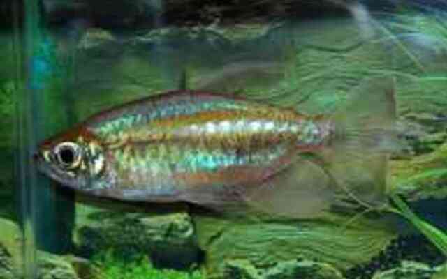 Blue Congo Tetra m/l
