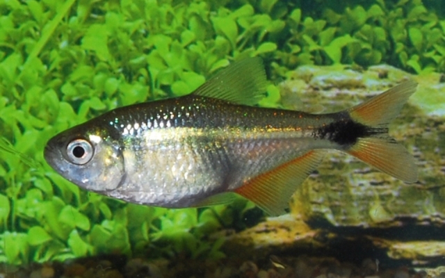 Buenos Aires Tetra med