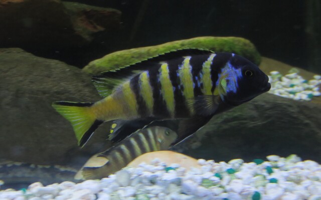 Chailosi Cichlid 2 inch