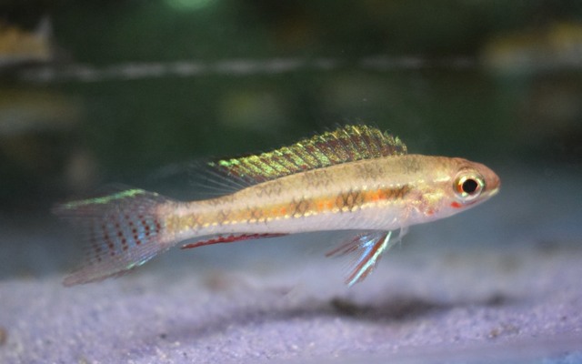Checkerboard Cichlid xl