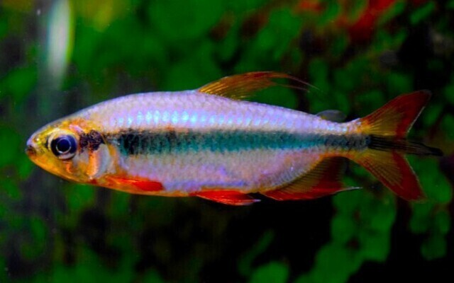 Cherry Red Congo Tetra lg