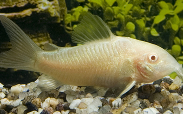 Cor. Albino med