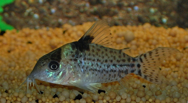 Cor. Punctatus lg (Colombia)