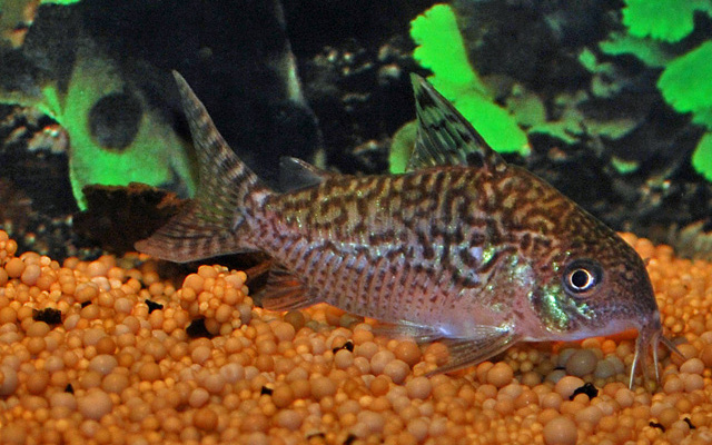 Cor. Sodalis lg