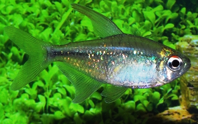 Diamond Tetra med