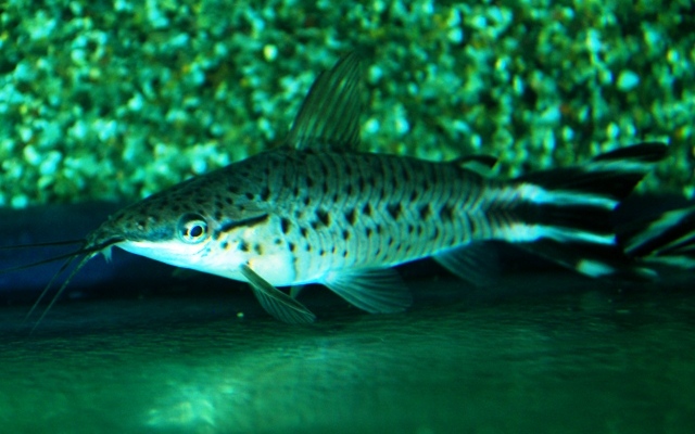 Flagtail Porthole lg