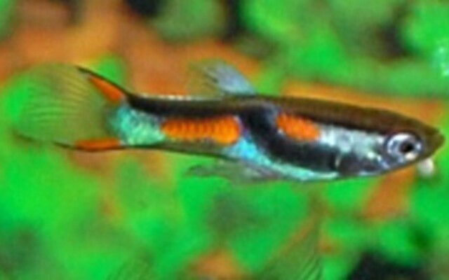 Guppy Male Endleri lg