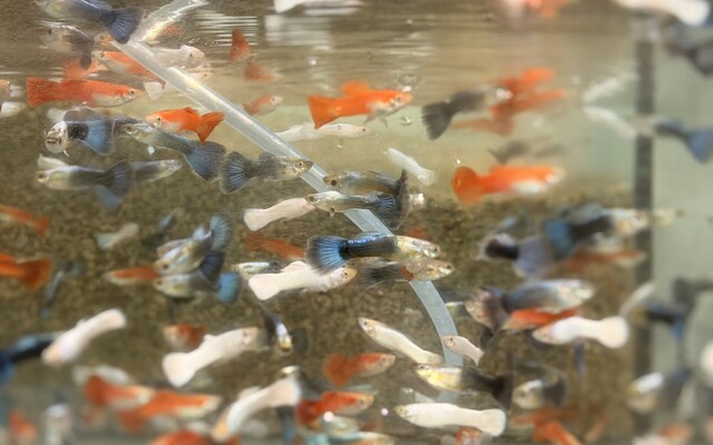 Guppy Male Mix m/l (Red/White/Blue)