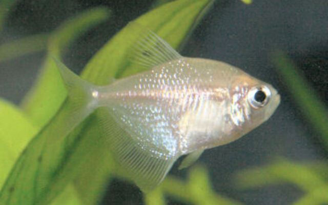LF Blushing White Tetra med