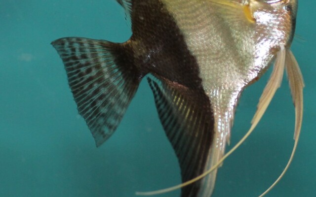 Mixed Angel Veiltail xl