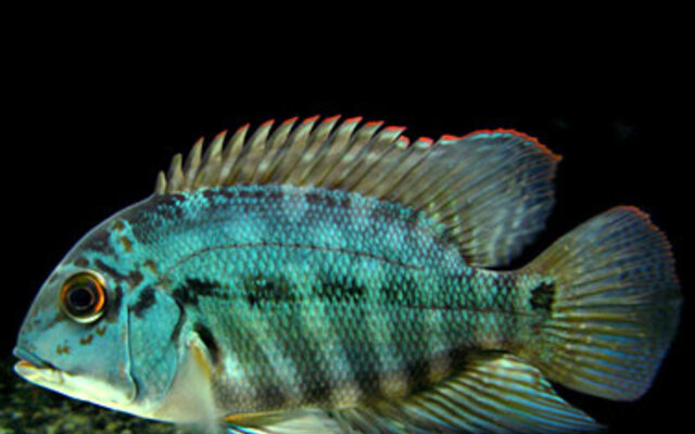 Parrot Cichlid 4 inch