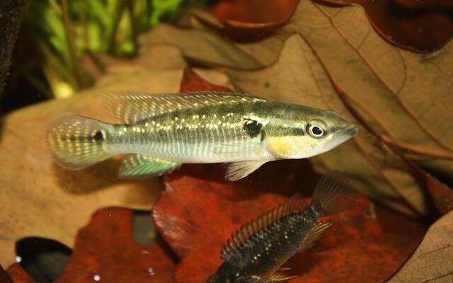Pike Cichlid 3 inch (Colombia)